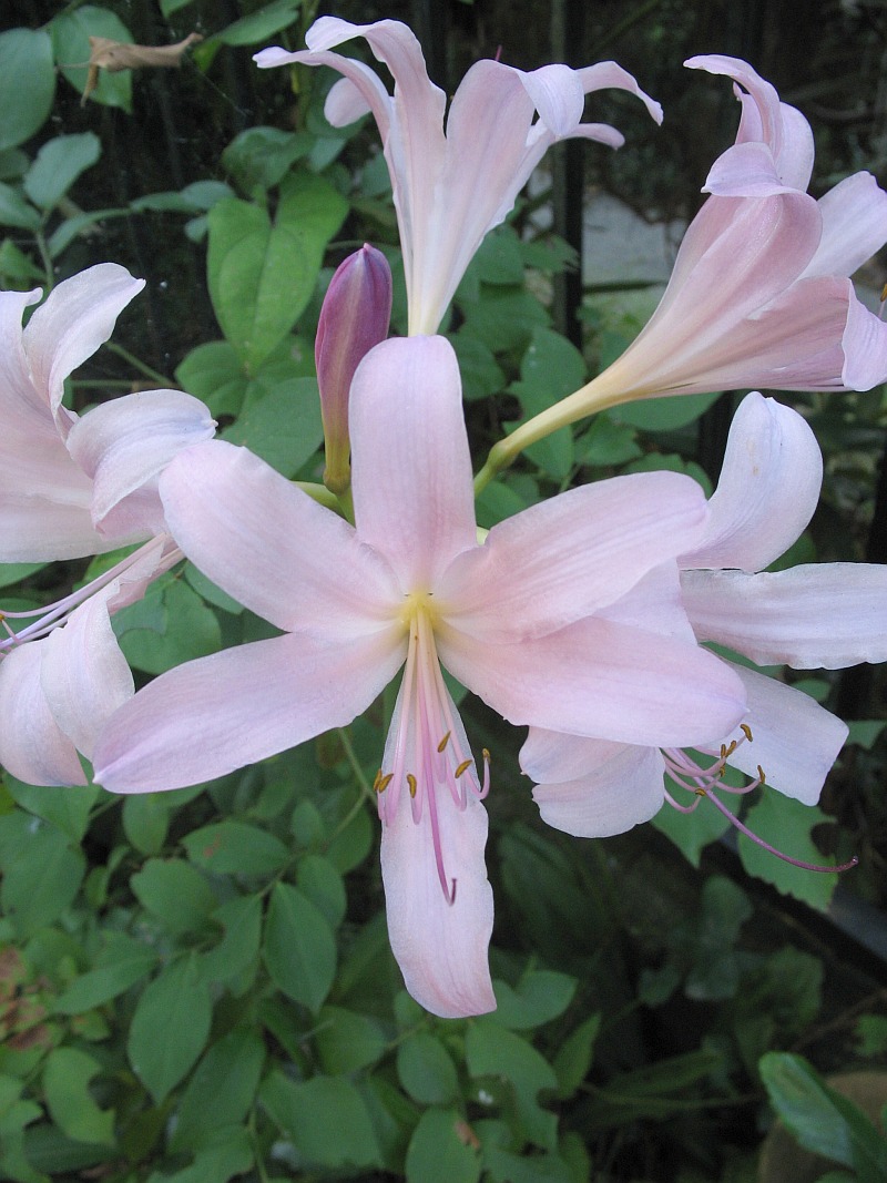 Resurrection lily: Photograph of Lycoris squamigera , taken in Machida city, Tokyo, Japan.
