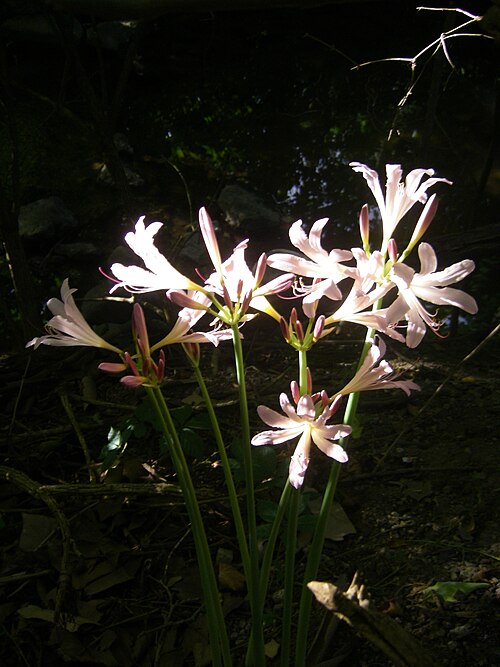 Resurrection lily: Magic lilies- Lycoris squamigera - growing deep in the woods along creeks in Indianapolis
