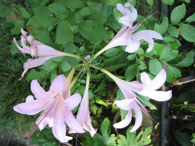 Resurrection lily: Photograph of Lycoris squamigera , taken in Machida city, Tokyo, Japan.