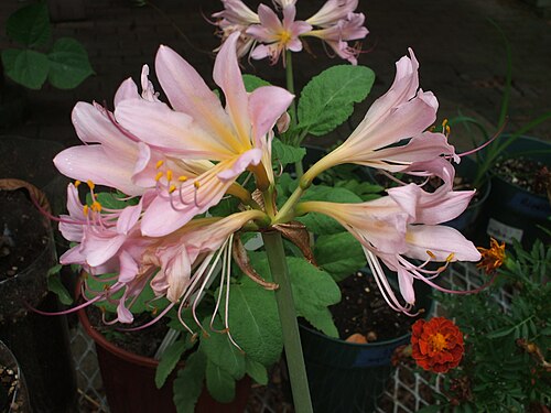 Resurrection lily: Lycoris squamigera