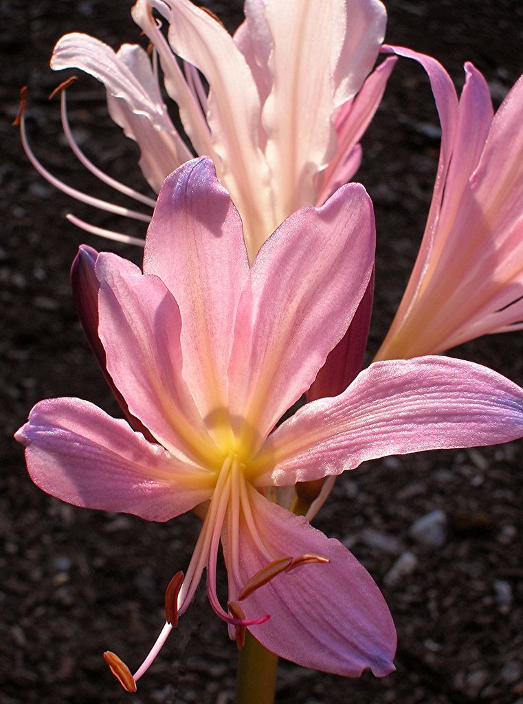 Resurrection lily: suprise lily