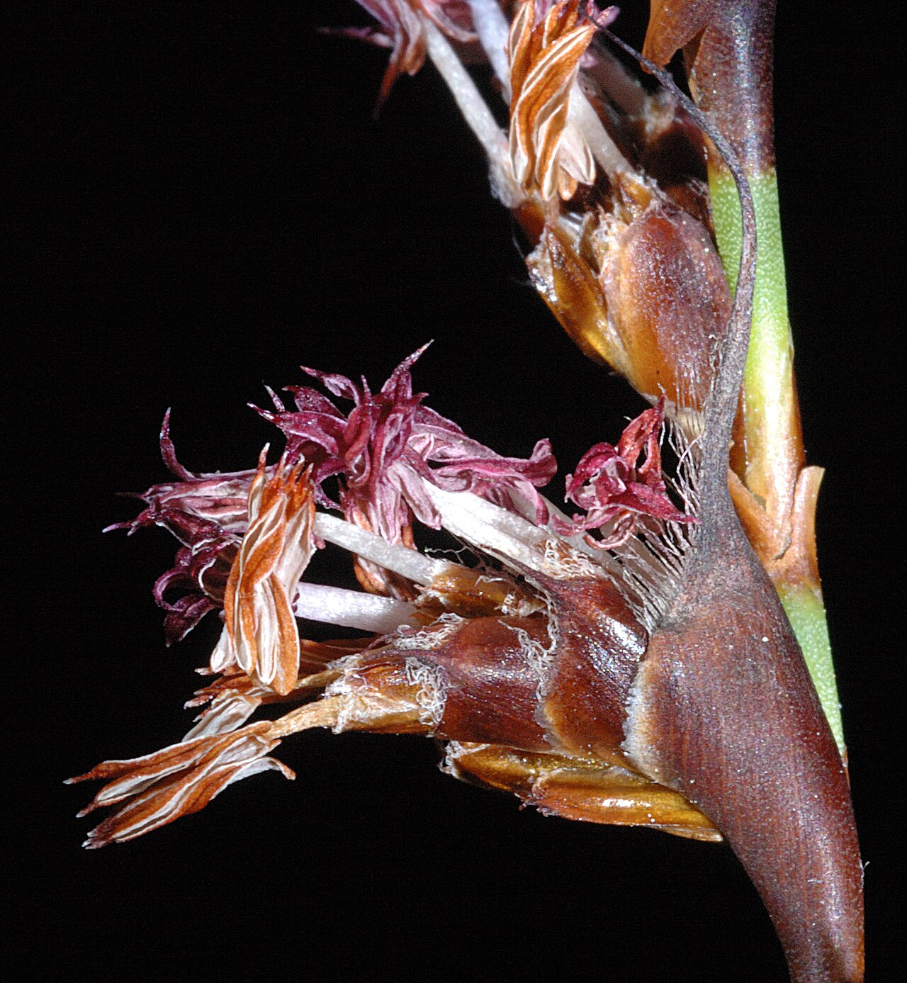 Lyginia barbata: KRT3056