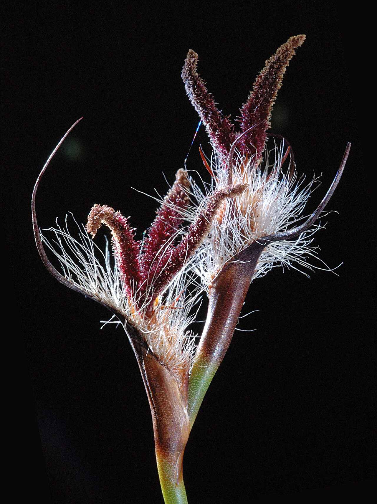 Lyginia barbata: KRT3057