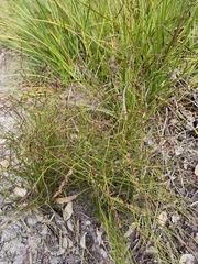 Lyginia imberbis (Lyginia imberbis)