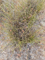 Lyginia imberbis (Lyginia imberbis)