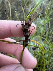 Lyginia imberbis (Lyginia imberbis)