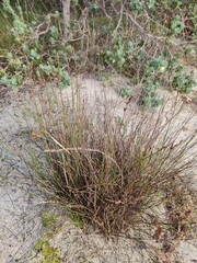 Lyginia imberbis (Lyginia imberbis)
