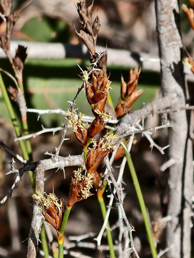 Lyginia imberbis (Lyginia imberbis)