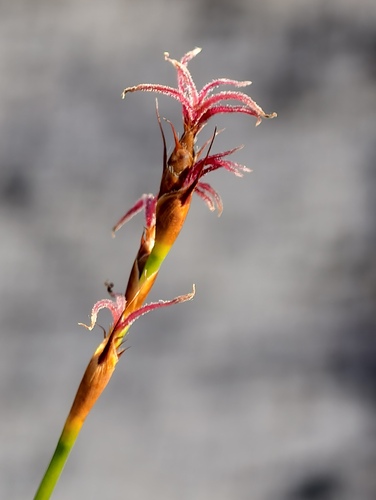 Lyginia imberbis (Lyginia imberbis)