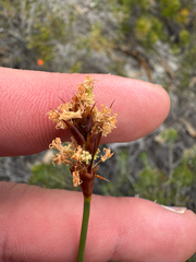 Lyginia imberbis (Lyginia imberbis)