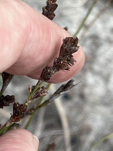 Lyginia imberbis (Lyginia imberbis)