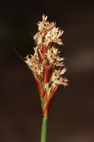 Lyginia imberbis (Lyginia imberbis)