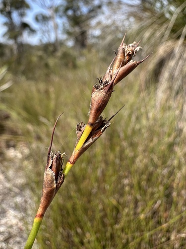 Lyginia imberbis (Lyginia imberbis)