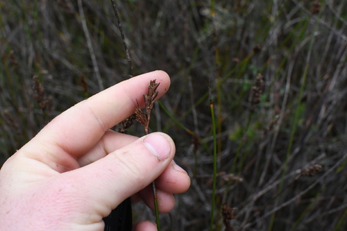 Lyginia imberbis (Lyginia imberbis)