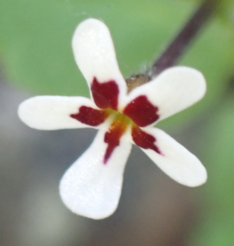 Lyperia antirrhinoides (Lyperia antirrhinoides)