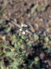 Lyperia antirrhinoides (Lyperia antirrhinoides)