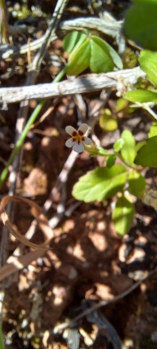 Lyperia antirrhinoides (Lyperia antirrhinoides)