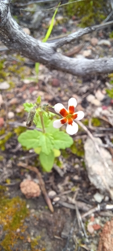 Lyperia antirrhinoides (Lyperia antirrhinoides)
