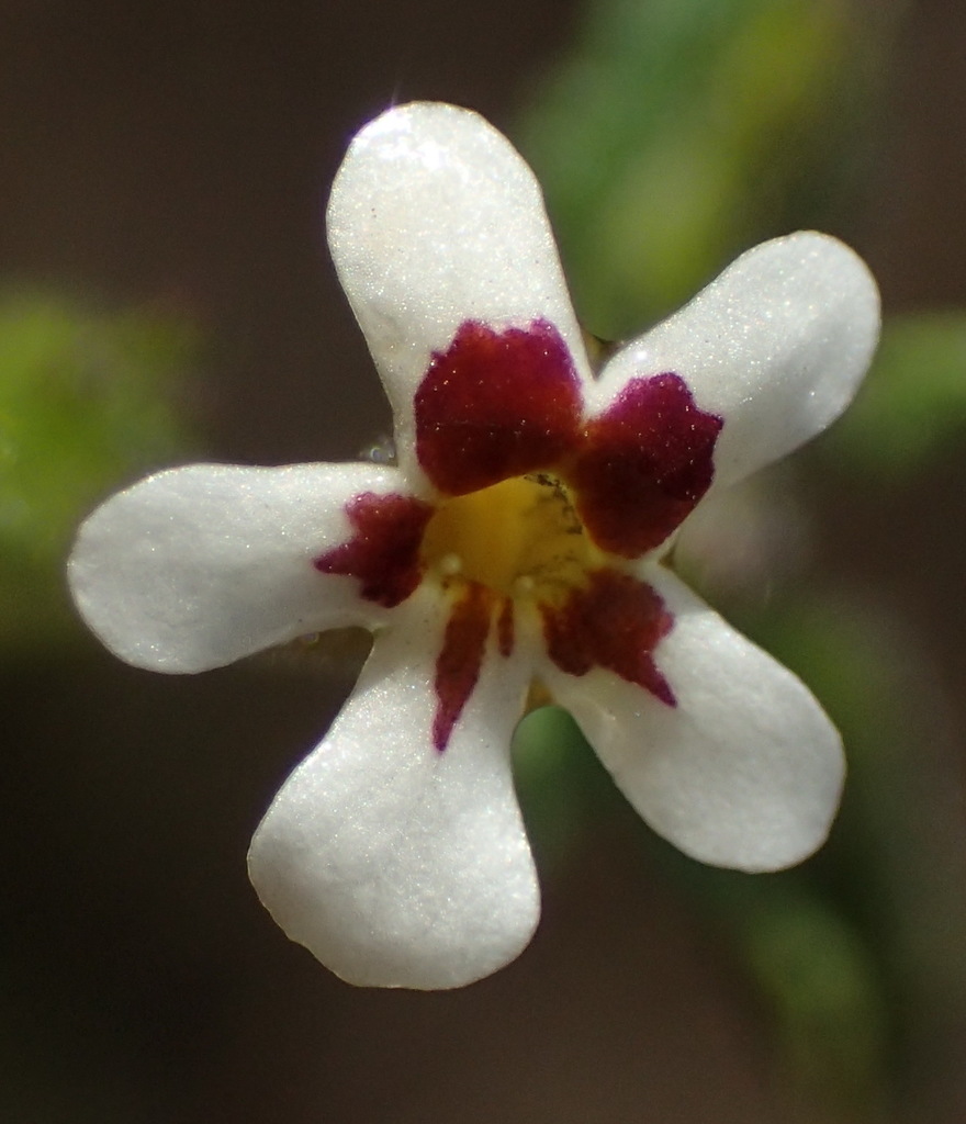 Lyperia antirrhinoides (Lyperia antirrhinoides)