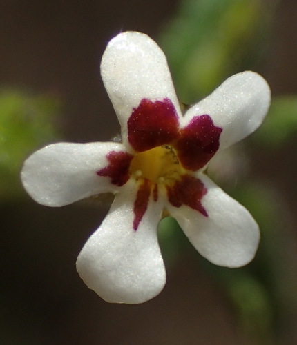 Lyperia antirrhinoides (Lyperia antirrhinoides)