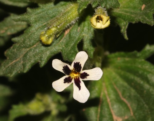 Lyperia antirrhinoides (Lyperia antirrhinoides)
