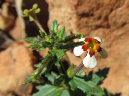 Lyperia antirrhinoides (Lyperia antirrhinoides)