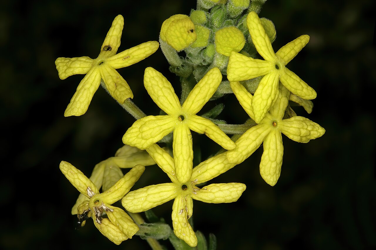 Lyperia lychnidea: Lyperia lychnidea , flowers; strandveld, Koeberg Nature Reserve, Western Cape, South Africa