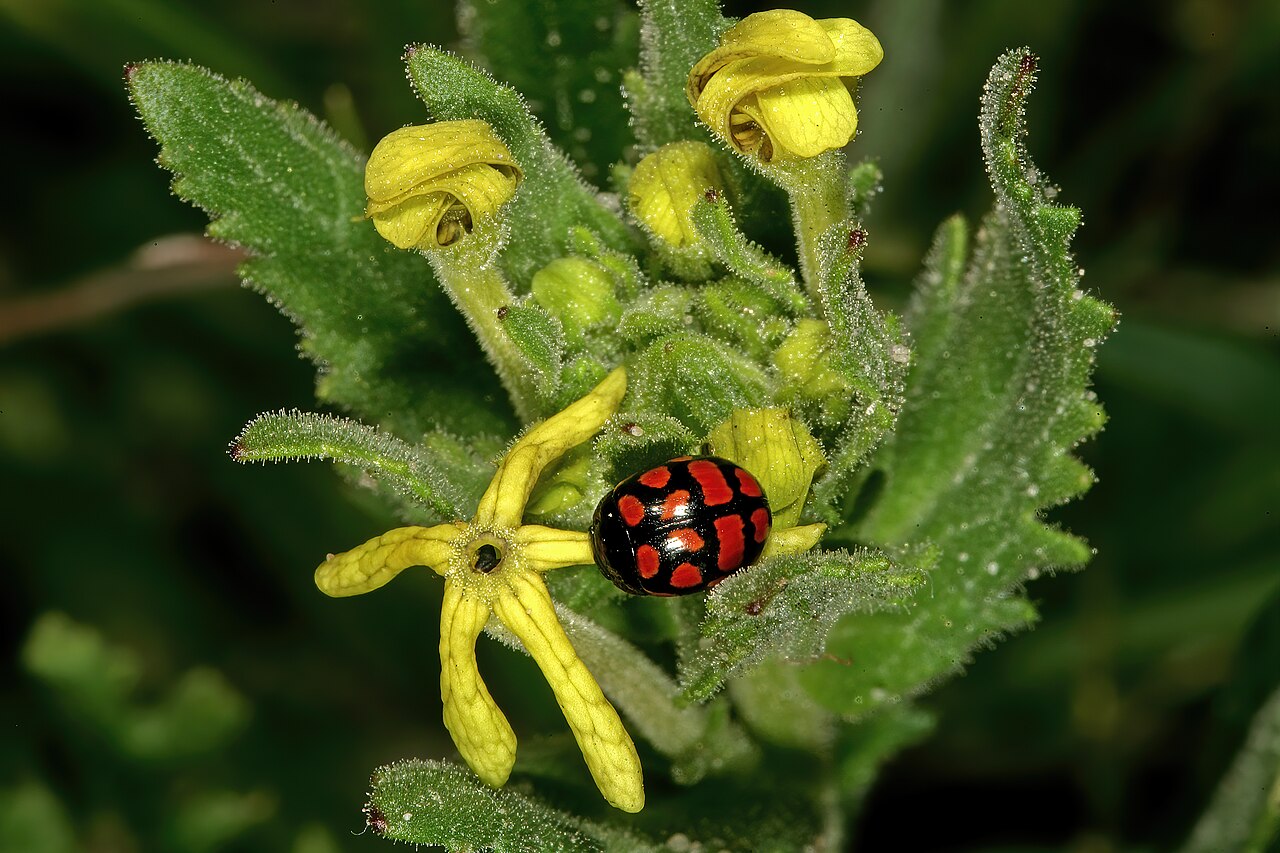 Lyperia lychnidea: Lyperia lychnidea , flowers, visited by a ladybird beetle ( Cheilomenes lunata ); strandveld, Koeberg Nature Reserve, Western Cape, South Africa