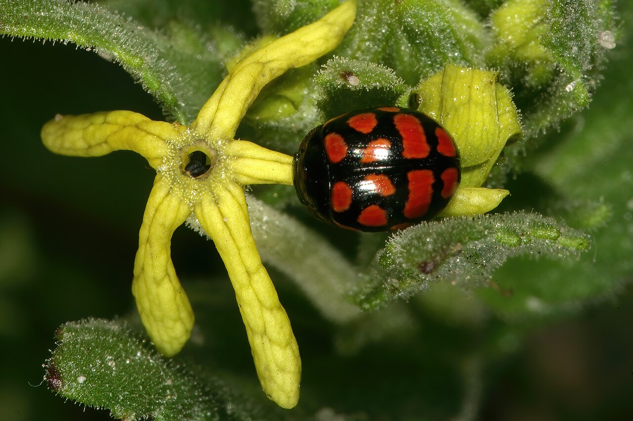 Lyperia lychnidea: Lyperia lychnidea , flowers, visited by a ladybird beetle ( Cheilomenes lunata ); strandveld, Koeberg Nature Reserve, Western Cape, South Africa