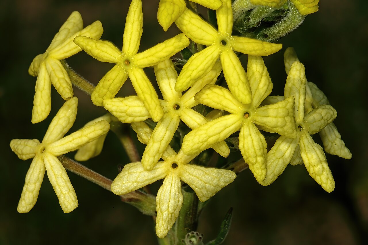 Lyperia lychnidea: Lyperia lychnidea , flowers; strandveld, Koeberg Nature Reserve, Western Cape, South Africa