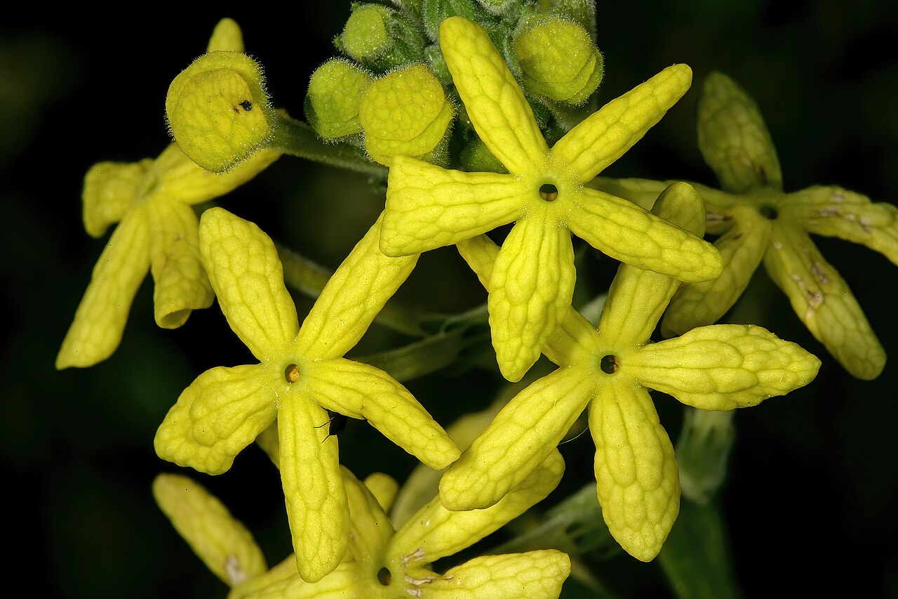 Lyperia lychnidea: Lyperia lychnidea , flowers; strandveld, Koeberg Nature Reserve, Western Cape, South Africa
