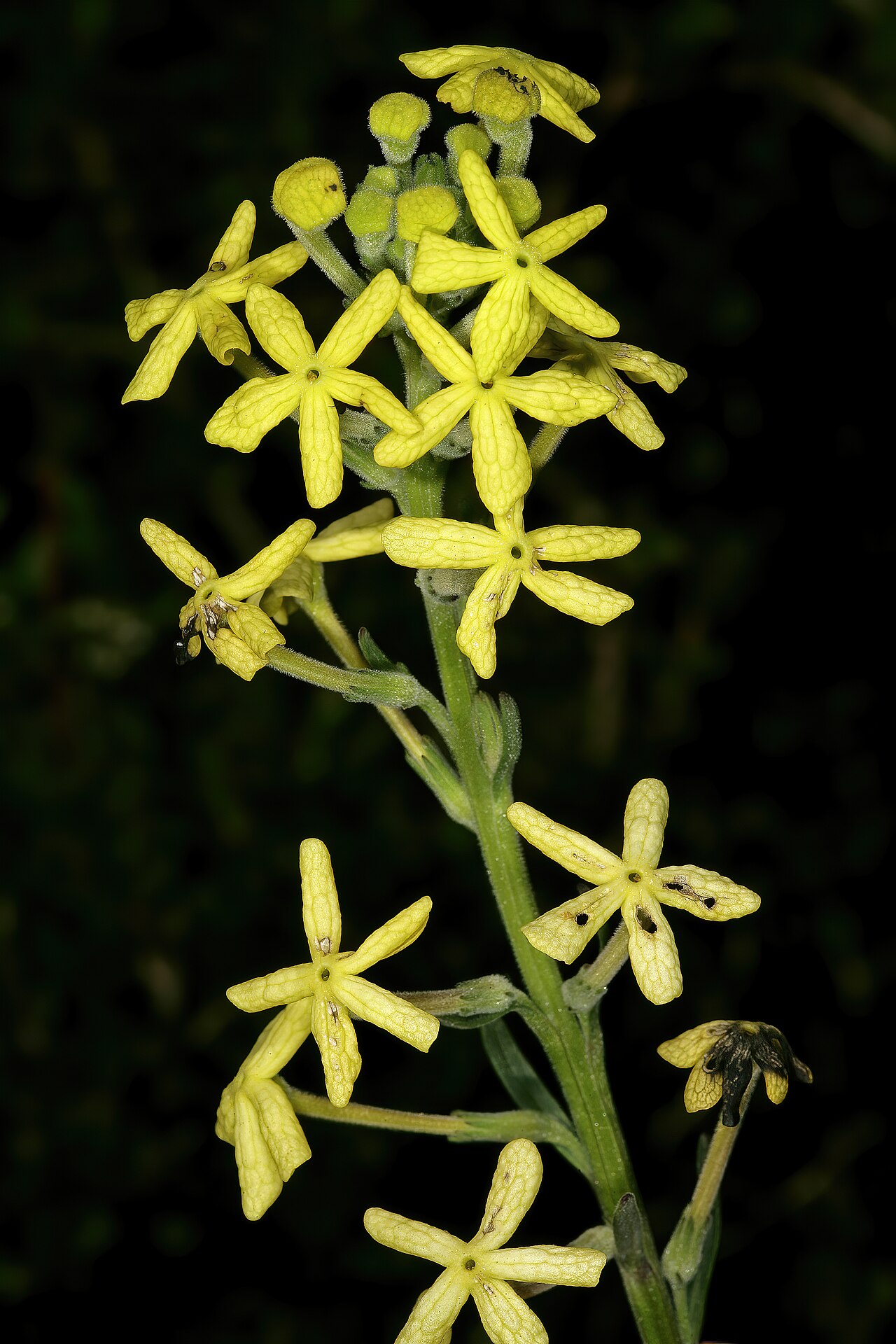 Lyperia lychnidea: Lyperia lychnidea , flowers; strandveld, Koeberg Nature Reserve, Western Cape, South Africa