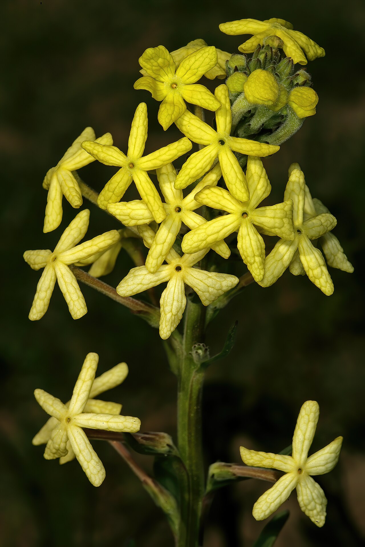 Lyperia lychnidea: Lyperia lychnidea , flowers; strandveld, Koeberg Nature Reserve, Western Cape, South Africa