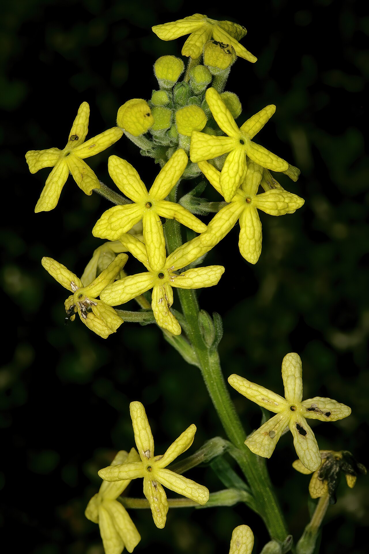 Lyperia lychnidea: Lyperia lychnidea , flowers; strandveld, Koeberg Nature Reserve, Western Cape, South Africa
