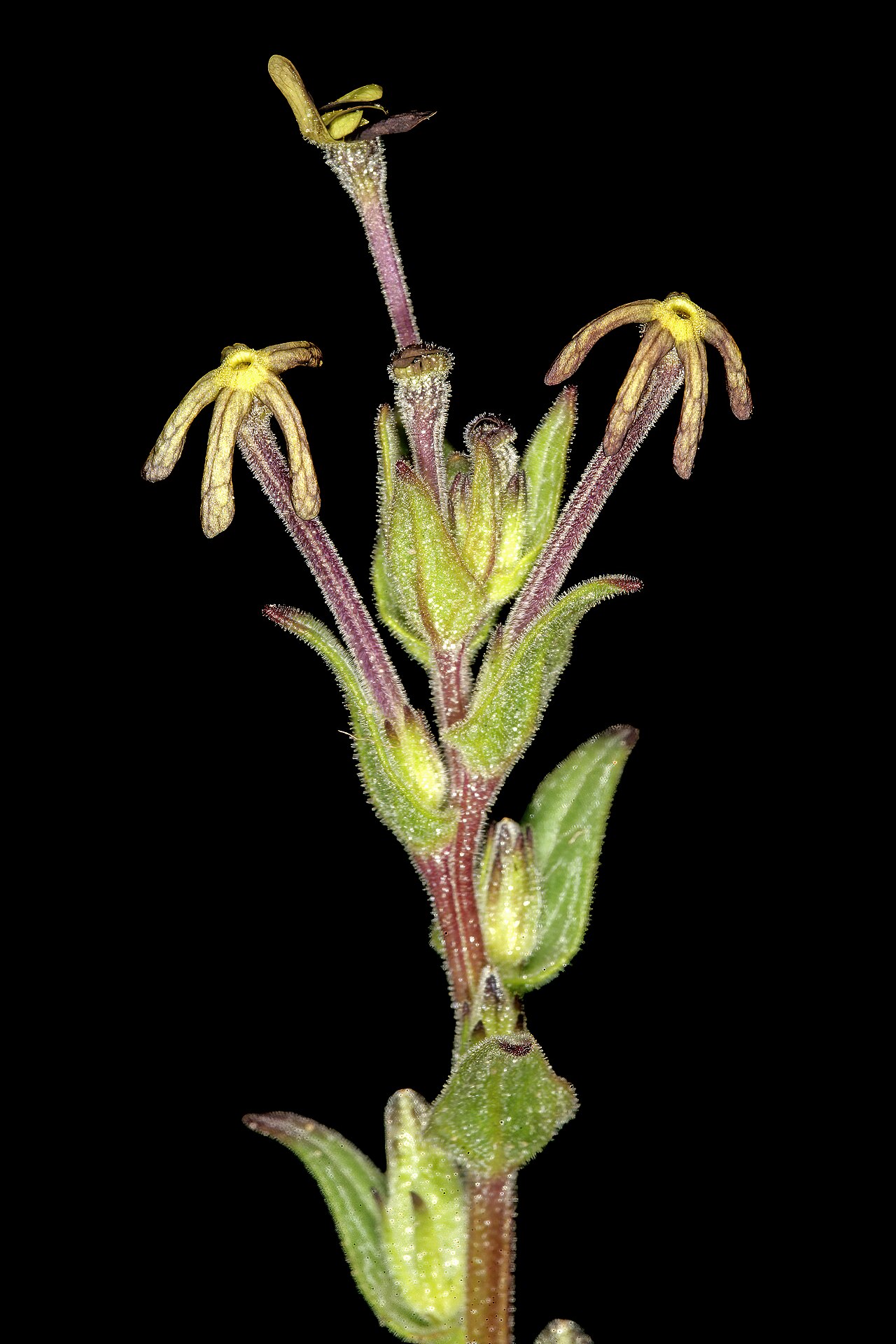 Lyperia tristis: Lyperia tristis , flowers; vicinity of Elandsbaai, West Coast, Western Cape, South Africa