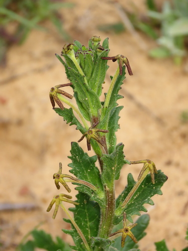Lyperia tristis (Lyperia tristis)