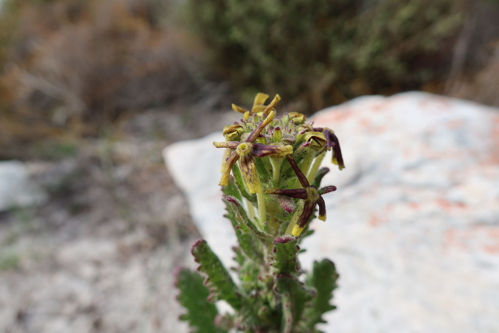 Lyperia tristis (Lyperia tristis)