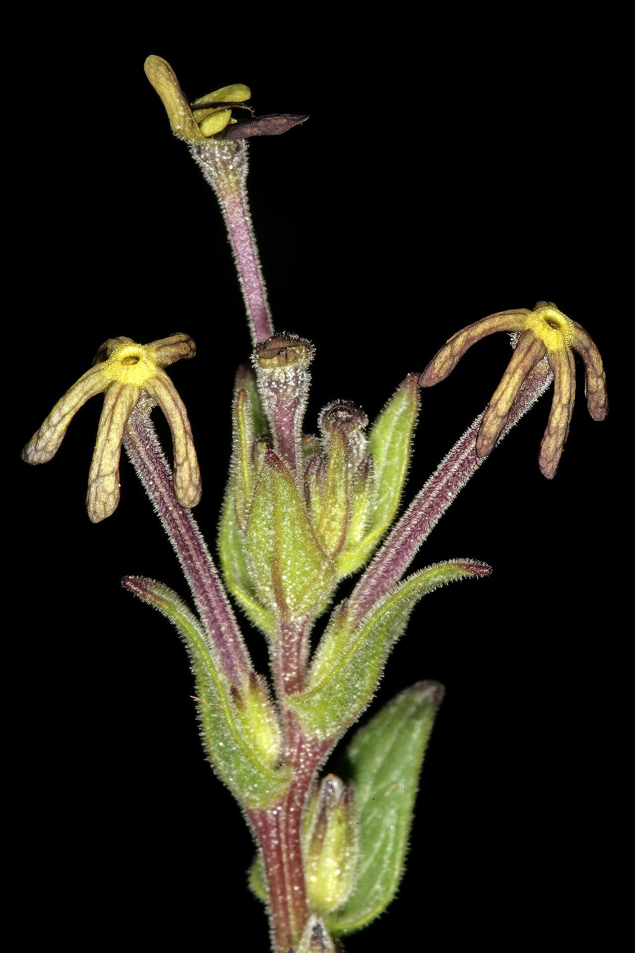 Lyperia tristis: Lyperia tristis , flowers; vicinity of Elandsbaai, West Coast, Western Cape, South Africa
