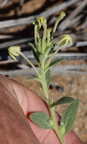Lyperia tristis (Lyperia tristis)