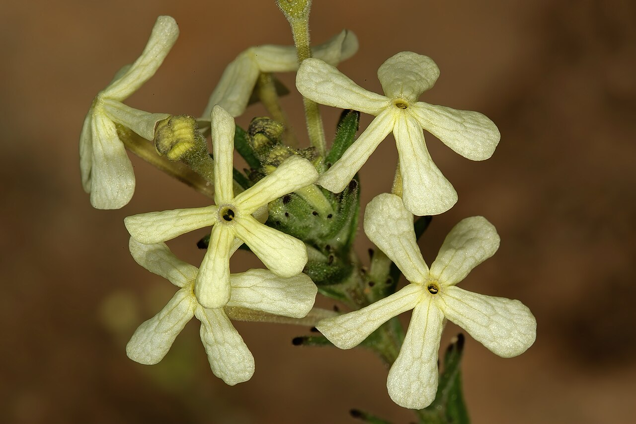 Lyperia tristis: Lyperia tristis , flowers; Ramskop Nature Reserve, Clanwilliam, Western Cape, South Africa