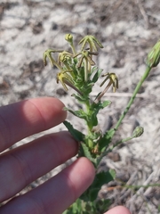 Lyperia tristis (Lyperia tristis)