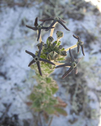 Lyperia tristis (Lyperia tristis)