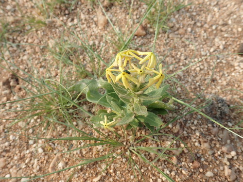 Lyperia tristis (Lyperia tristis)