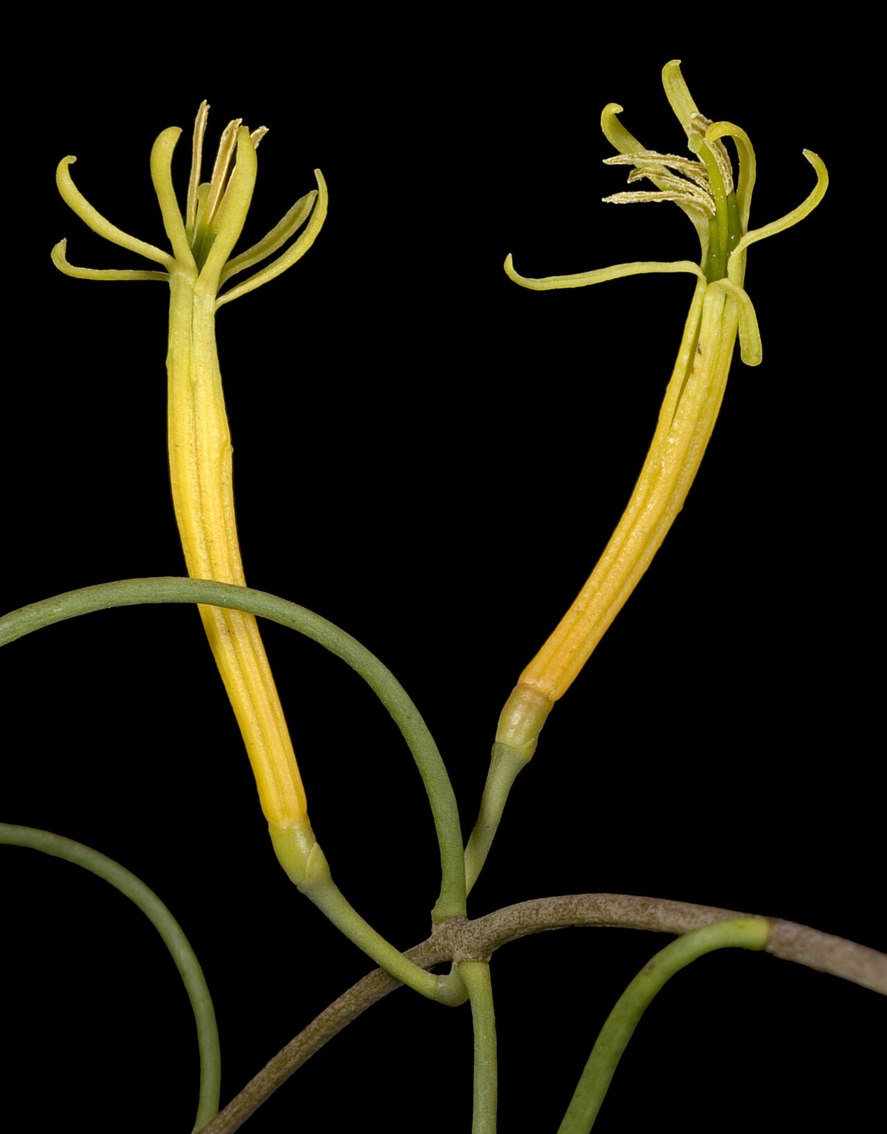 Lysiana casuarinae: KRT3187