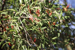 Harlequin mistletoe (Lysiana exocarpi)