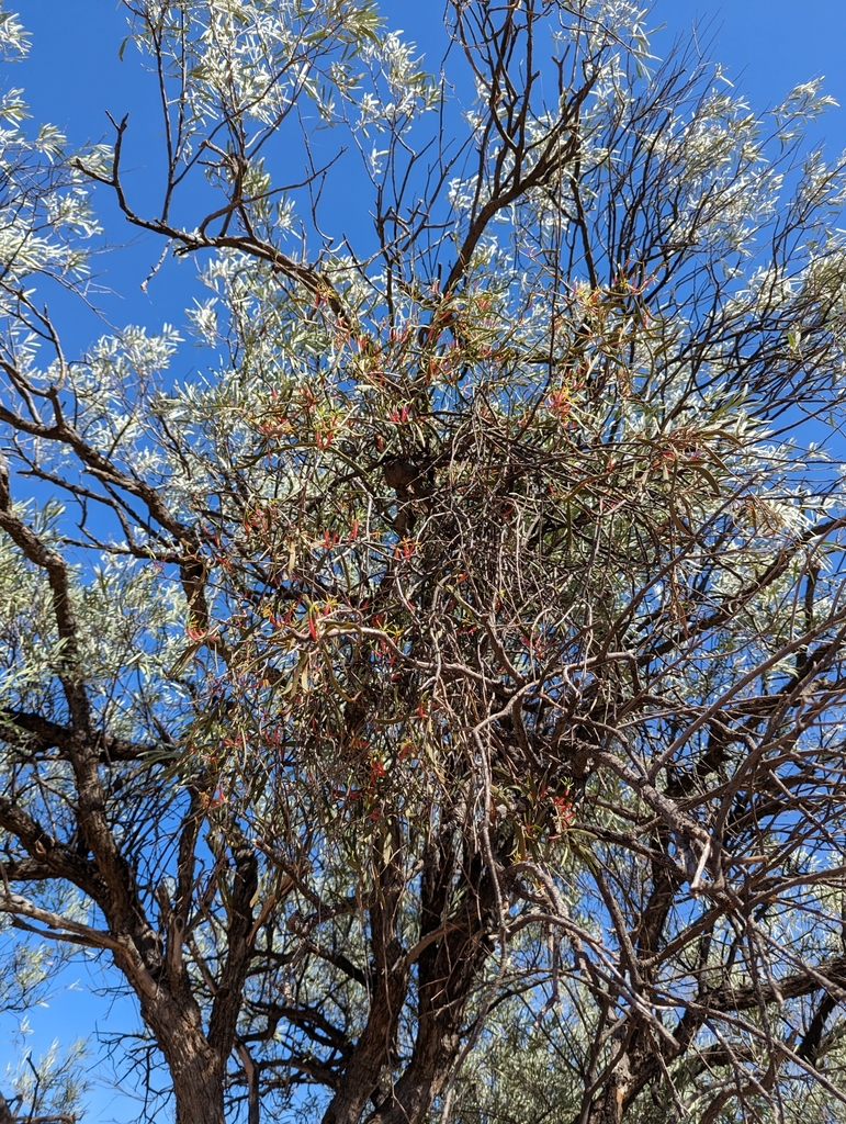 Harlequin mistletoe (Lysiana exocarpi)