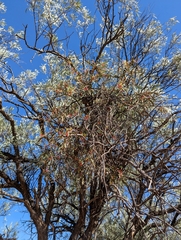 Harlequin mistletoe (Lysiana exocarpi)