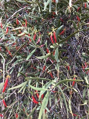 Harlequin mistletoe (Lysiana exocarpi)
