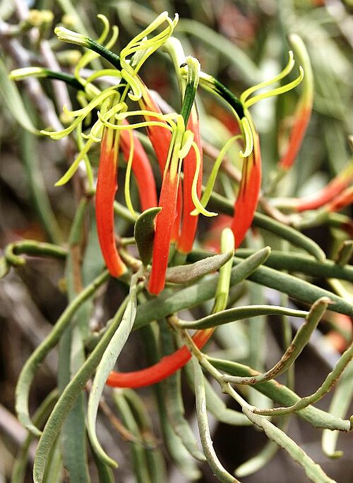 Harlequin mistletoe: Lysiana exocarpi flowers