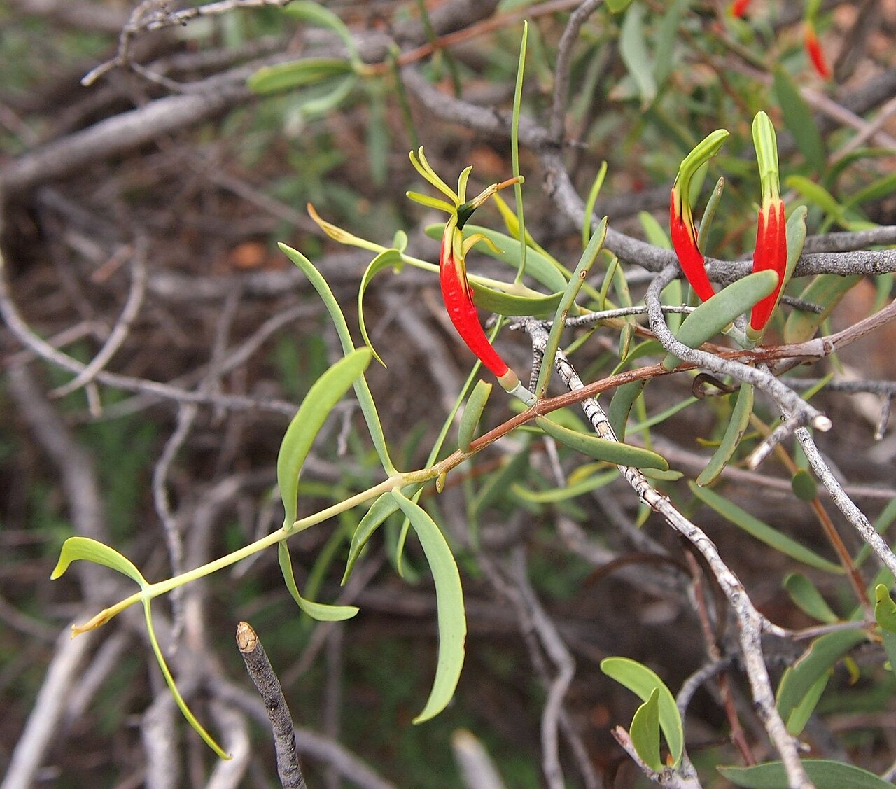Harlequin mistletoe: Lysiana exocarpi